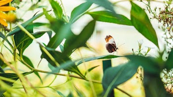 Black and Multicolored Butterfly