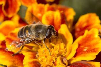 Black and Orange Bee on Flower