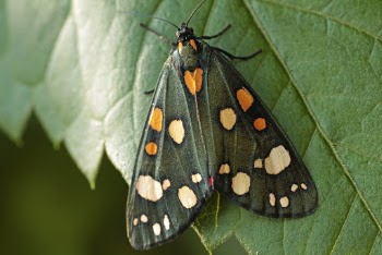 Black and Orange Butterfly