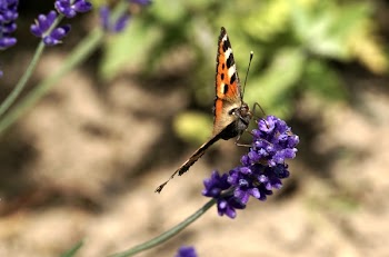 Black and Orange Butterfly on Lavender Flower