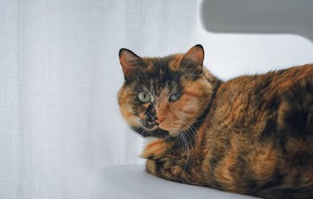 Black and Orange Cat on Chair