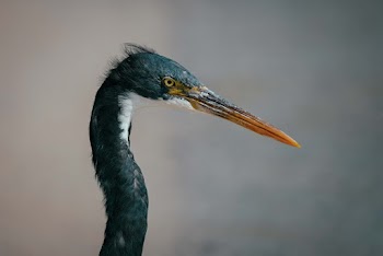 Black and Orange Long-beaked Bird