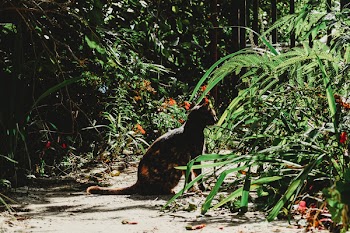 Black and Orange Lynx in the Middle of Trees and Plants