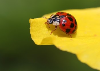 Black and Red Beetle