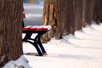 Black and Red Bench Between Two Trees