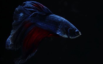 black and red betta fish wallpaper
