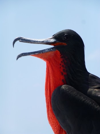 Black and Red Bird