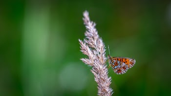Black and Red Butterfly Perching on Plant Selective Focus Photography