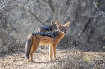 Black and Red Fox Standing on Dirt Road Near Trees