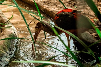 Black and Red Ibis Bird Standing on Clear Body of Water