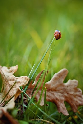 Black and Red Ladybird on Grass