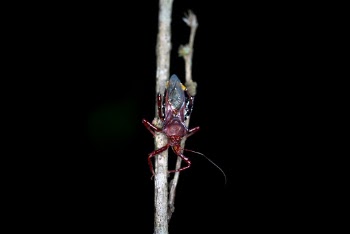 Black and Red Multi-legged Insect on Brown Twig