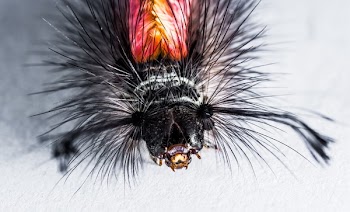 Black and Red Pointed Insect
