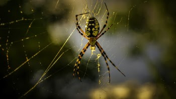 Black and Red Spider