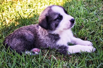 Black and Short Coat White Puppy