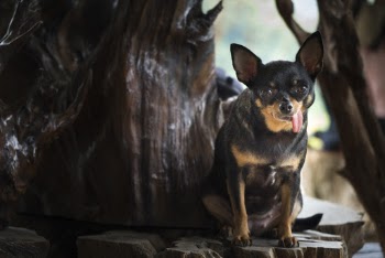 Black And Tan Chihuahua Sitting
