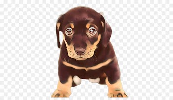 Black And Tan Coonhound, Dachshund, Puppy, Dog, Mammal PNG