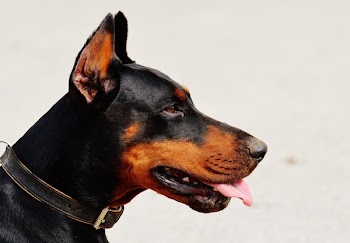 Black and Tan Doberman Pinscher