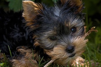 Black and Tan Short Coat Small Size Dog