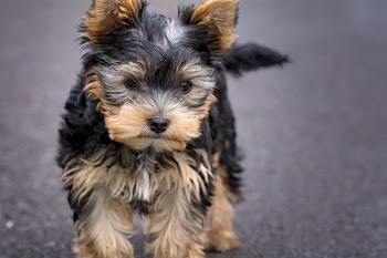 Black and Tan Yorkshire Terrer Puppy