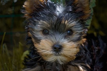 Black and Tan Yorkshire Terrier Puppy Closeup Photography