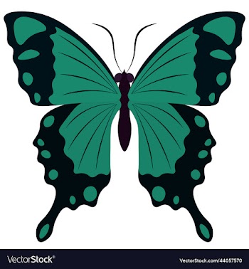 black and turquoise colors nice butterfly