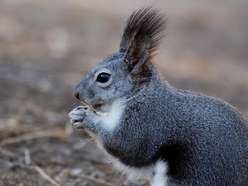 Black and White Animal on Brown Dirt Field during Daytime