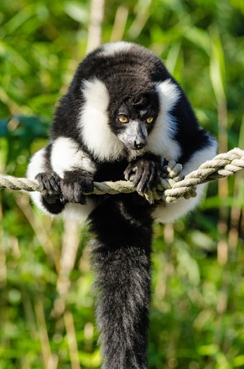Black and White Animal on the Rope