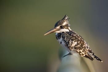 black and white bird