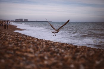 Black and White Bird Flying Near Wide Ocean during Daytime