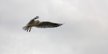 Black and White Bird Flying Oin the Sky
