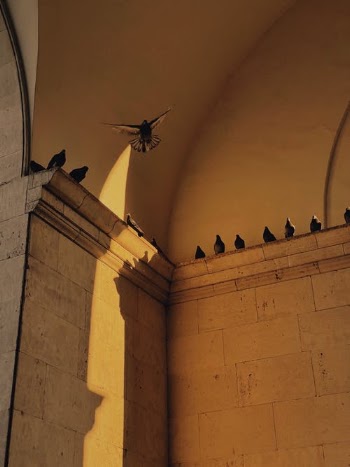 Black and White Bird Flying over Beige Concrete Building · Free Stock Photo