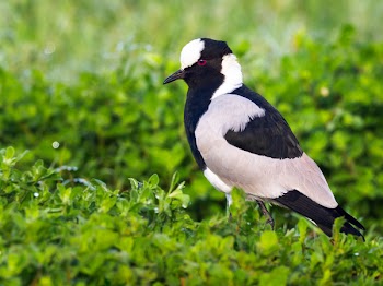 Black and White Bird on Bush