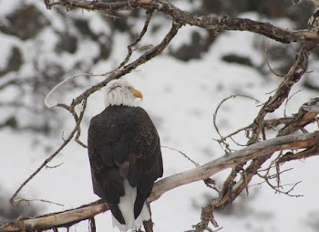 Black and White Bird on Top of Brunch of Tree