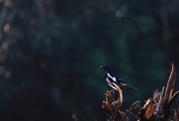 Black And White Bird Perched On Branch