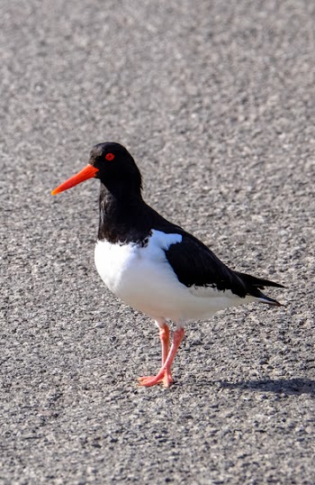 Black and White Bird Standing on Concrete Surface
