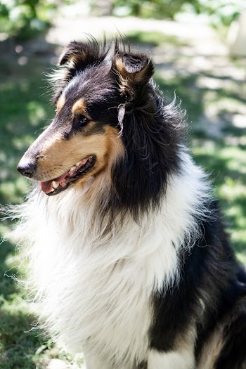 Black And White Border Collie