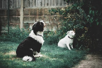 Black and White Border Collie Puppy