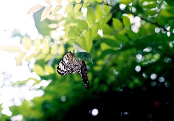Black and White Butterfly on Brown Tree Branch