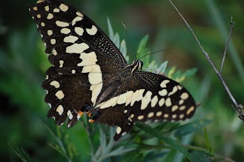 Black and White Butterfly on Leaf