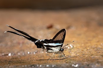Black and White Butterfly on Sand