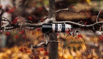 Black and White Camera Lens in Gray Tree Branch