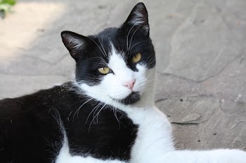 Black and White Cat