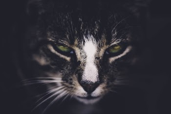 Black and White Cat Face Photo