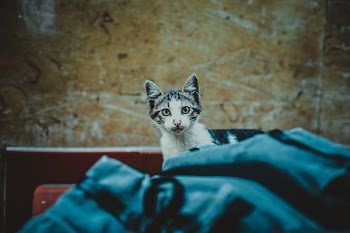 black and white cat near brown wall
