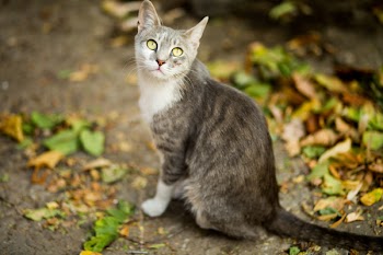 Black and White Cat on Ground Near Leaves