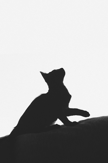 Black and White Cat Print Textile