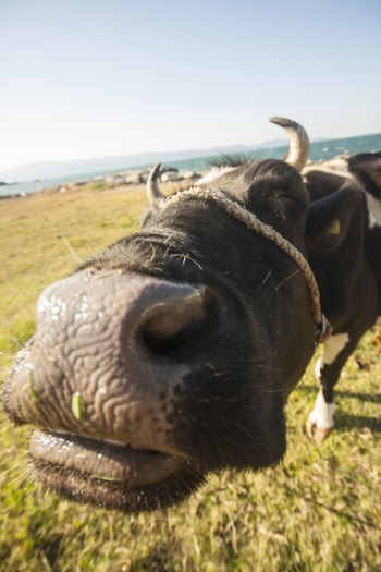 Black and White Cattle on Green and Brown Grass Field