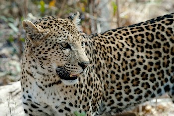 Black and White Cheetah