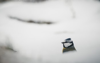 Black and White Chickadee